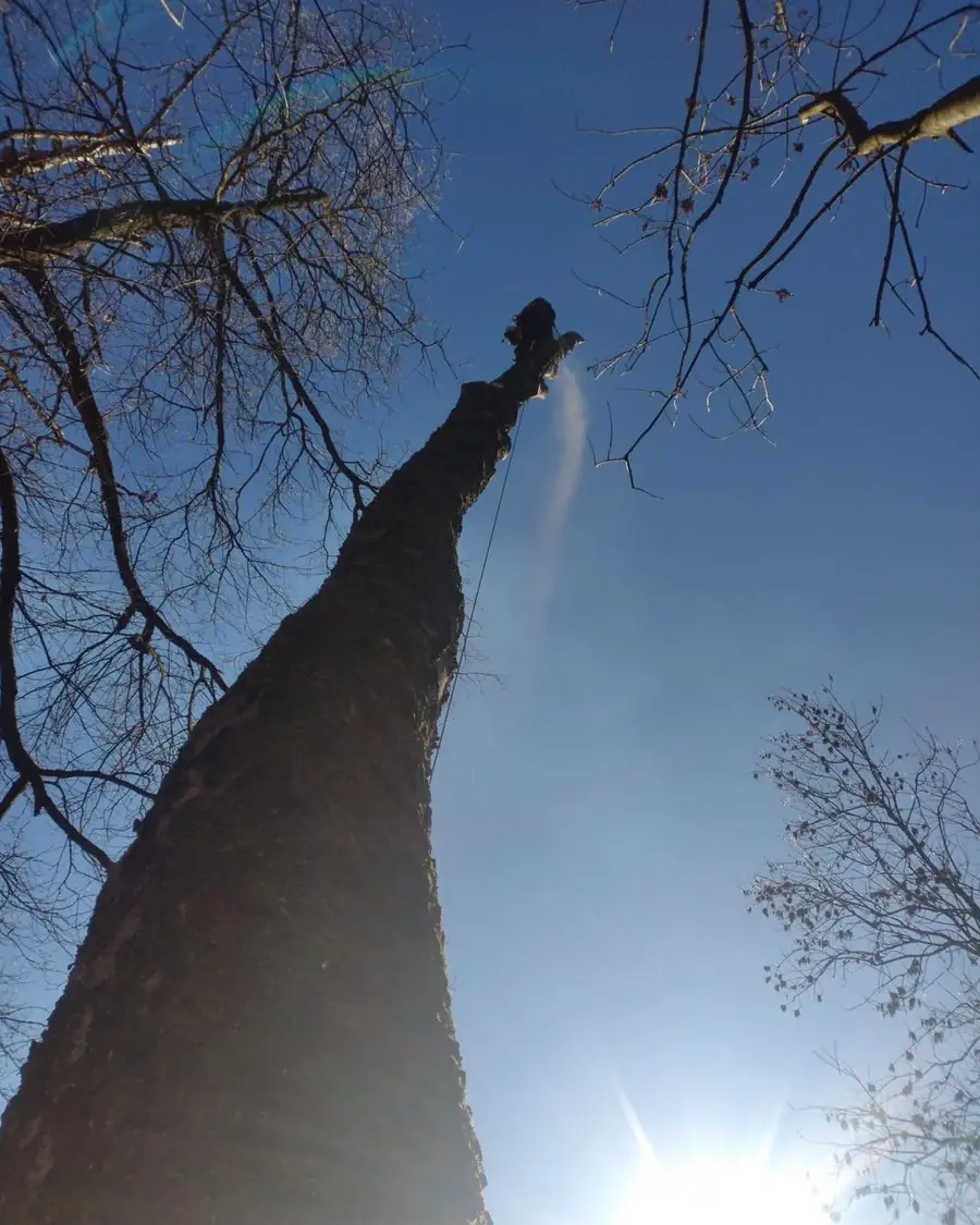 Gleiche Szene von unten: Kletterer ganz oben am entasteten Stamm, Saegespaene stauben in der Sonne, tiefblauer Winterhimmel.
