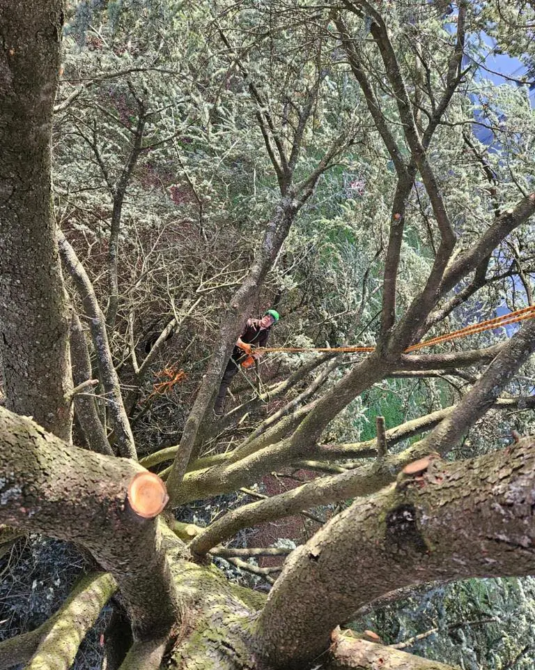 Blick von unten in eine grosse Baumkrone: Kletterer mit gruenem Helm haengt am orangenen Kletterseil zwischen den Aesten, im Vorde