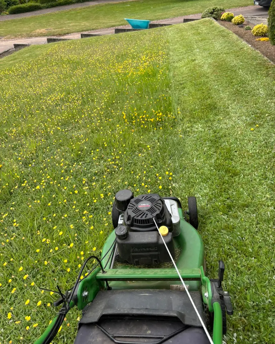 Halb gemähte Blumenwiese am Hang, links noch dicht mit gelben Blüten, rechts sauber gemähte Bahn hinter dem Rasenmäher.