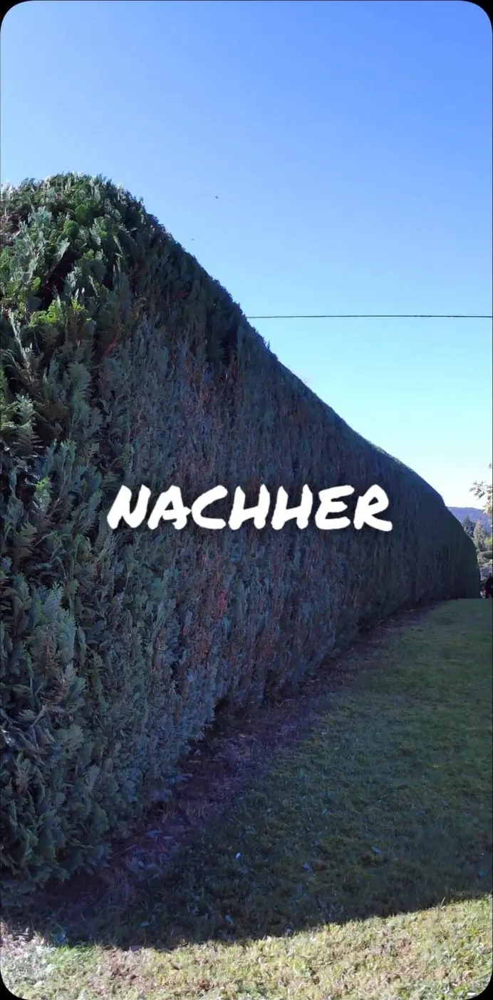 Nachher: Hohe Thujahecke neu in Form