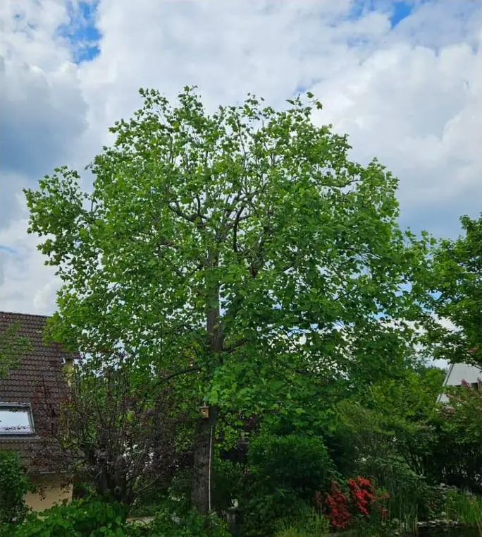 Nachher: Krone des Tulpenbaums eingekürzt